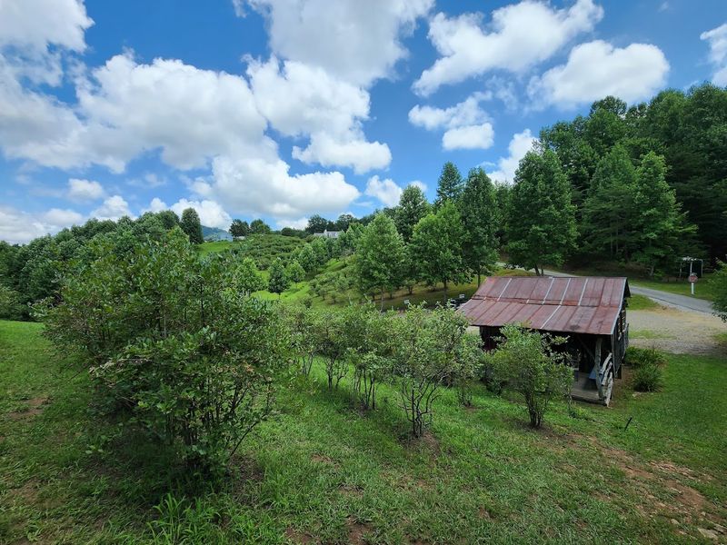 Brushy Mountain Berry Farm — Moravian Falls, North Carolina Brushy Mountain Berry Farm — Moravian Falls, North Carolina