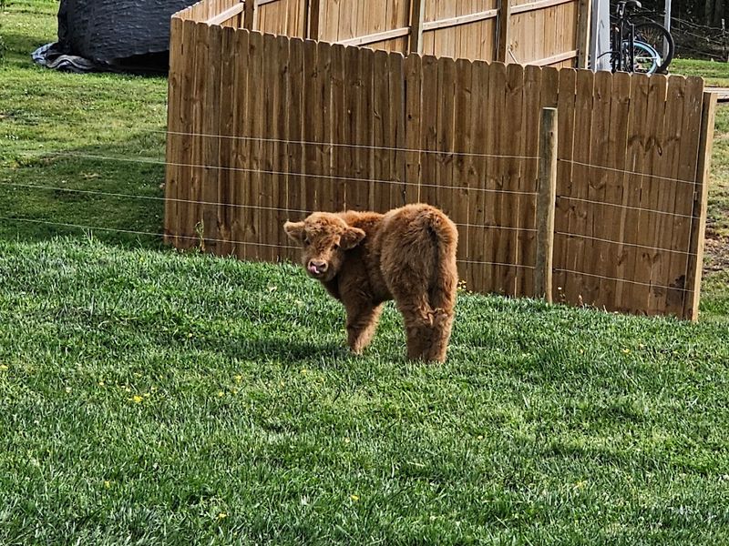 Buying a Highland Calf of Your Own Buying a Highland Calf of Your Own