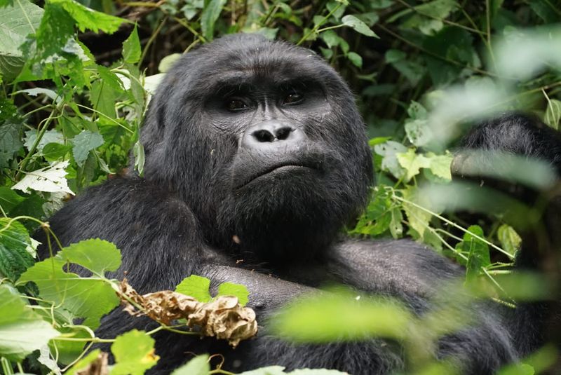 Bwindi Impenetrable Forest, Uganda Bwindi Impenetrable Forest, Uganda
