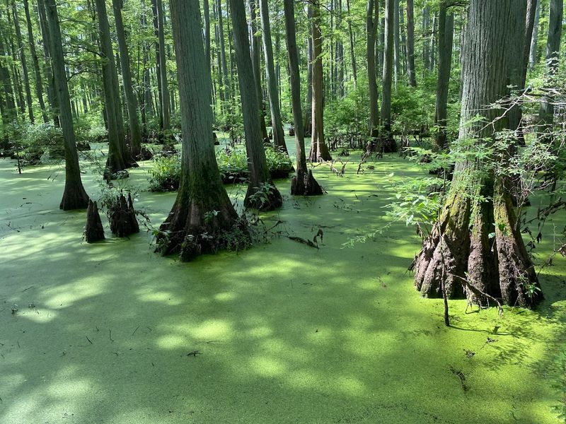 Cache River State Natural Area, Belknap, Illinois