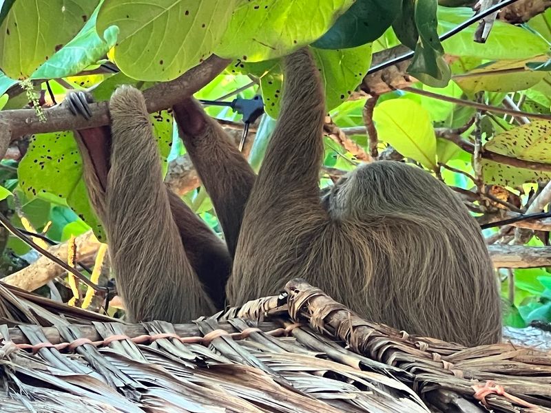 Cahuita National Park, Limón Province, Costa Rica