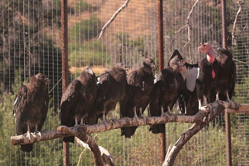 California Condor (United States)