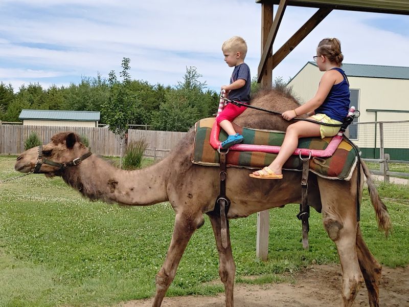 Camel Rides for the Whole Family Camel Rides for the Whole Family