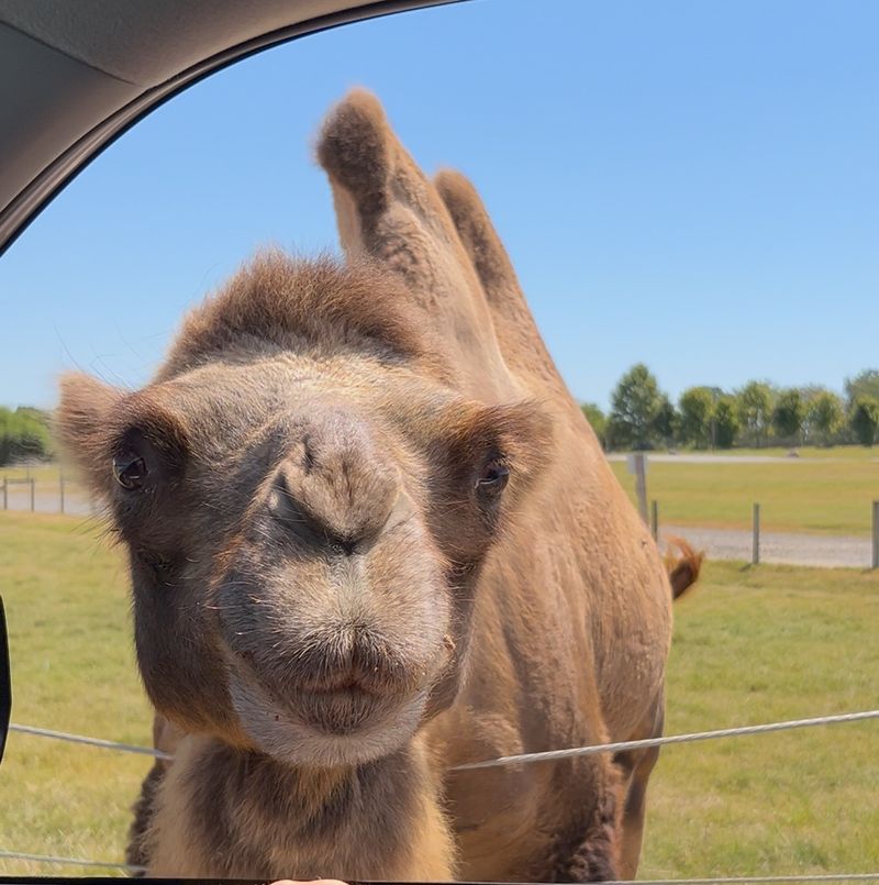 Camels With Serious Personality Camels With Serious Personality