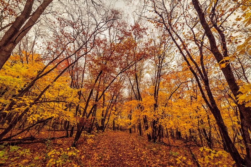 Camping Among the Maples