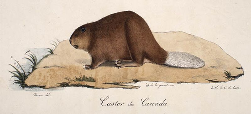 Canada: The Beaver Canada: The Beaver
