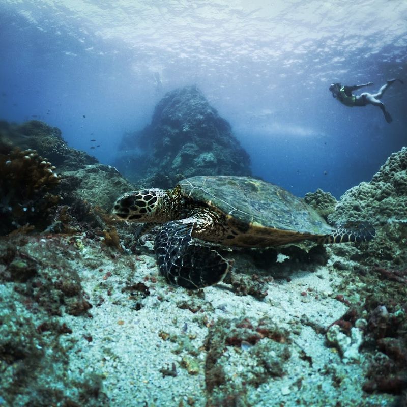 Caño Island Biological Reserve, Osa Peninsula, Puntarenas Province, Costa Rica