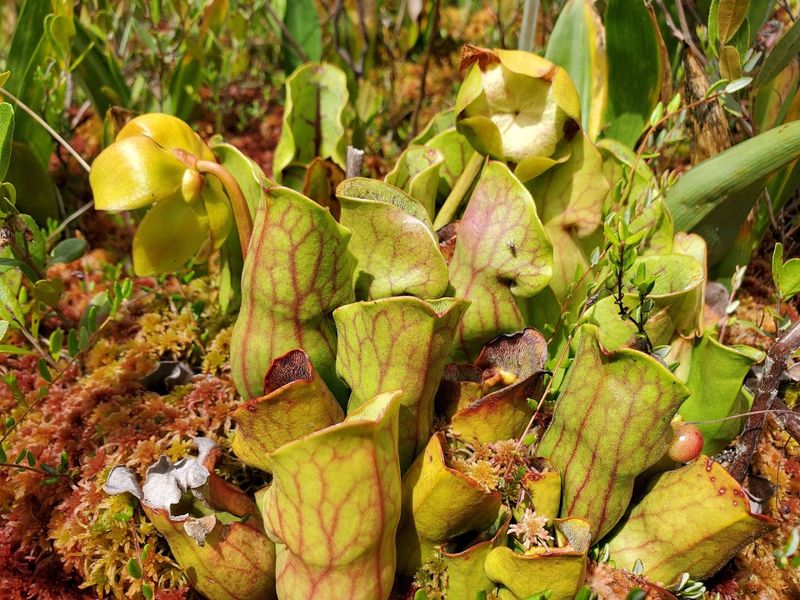 Carnivorous Plants and Rare Flora Along the Walk Carnivorous Plants and Rare Flora Along the Walk