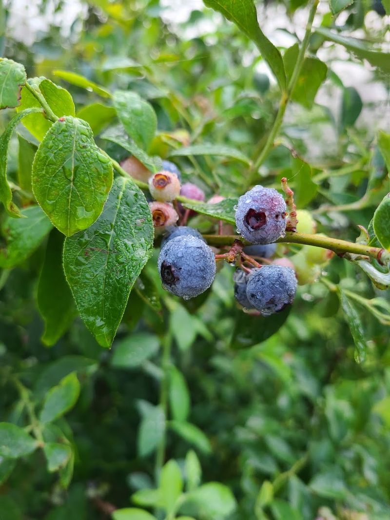Carter Blueberry Farm — Fayetteville, North Carolina Carter Blueberry Farm — Fayetteville, North Carolina