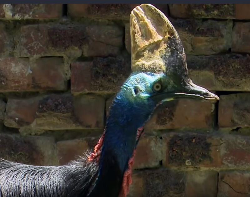 Cassowary