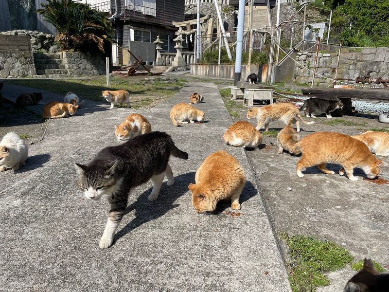 Cat Island (Aoshima) - Japan