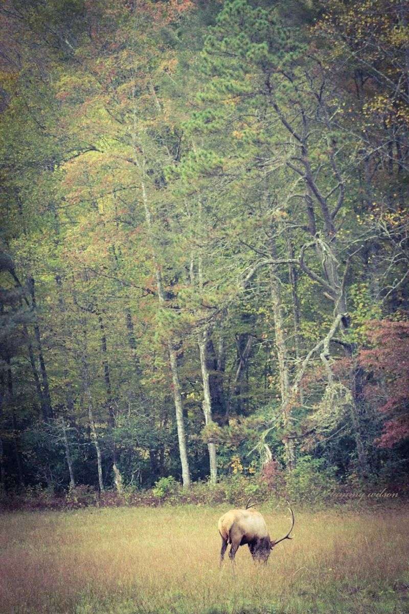 Cataloochee Valley — Great Smoky Mountains National Park, North Carolina