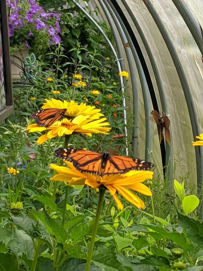 Caterpillar Nursery and the Magic of Metamorphosis Caterpillar Nursery and the Magic of Metamorphosis