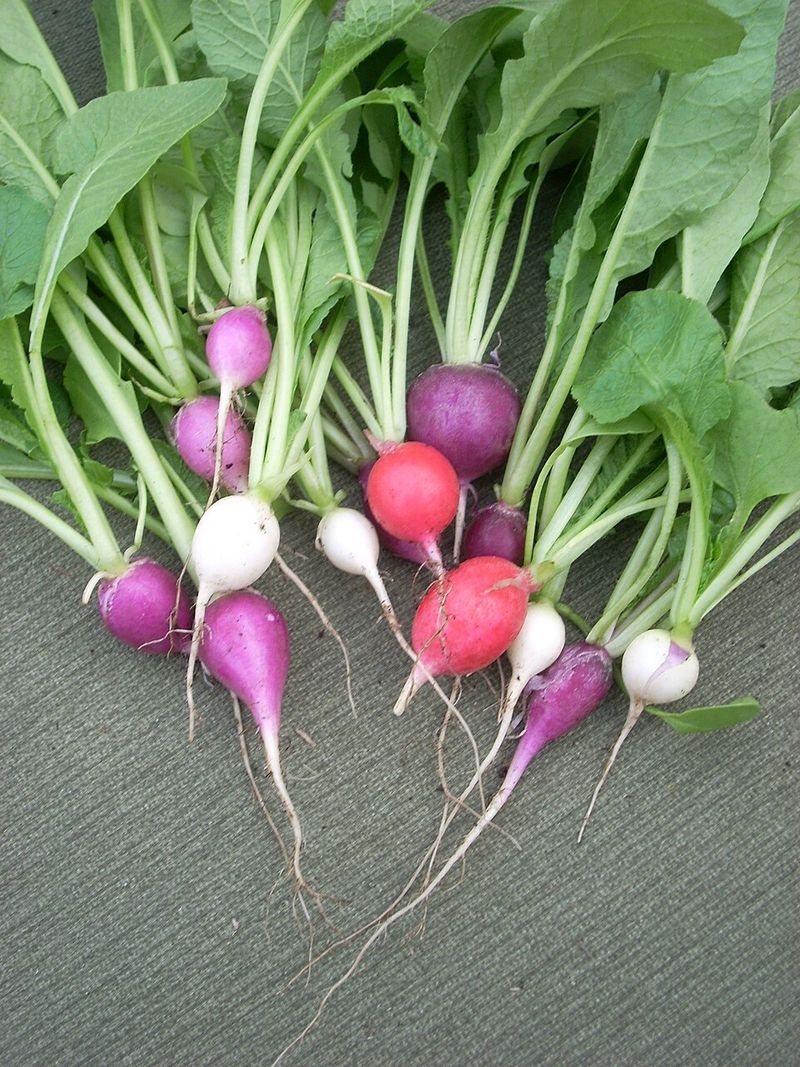Celery Hearts and Radishes Celery Hearts and Radishes