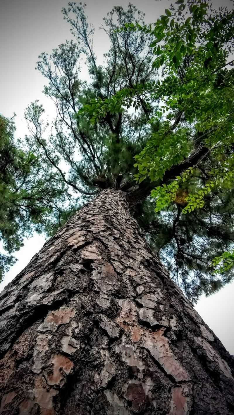 Champion Trees and Rare Species: What Grows Here Champion Trees and Rare Species: What Grows Here
