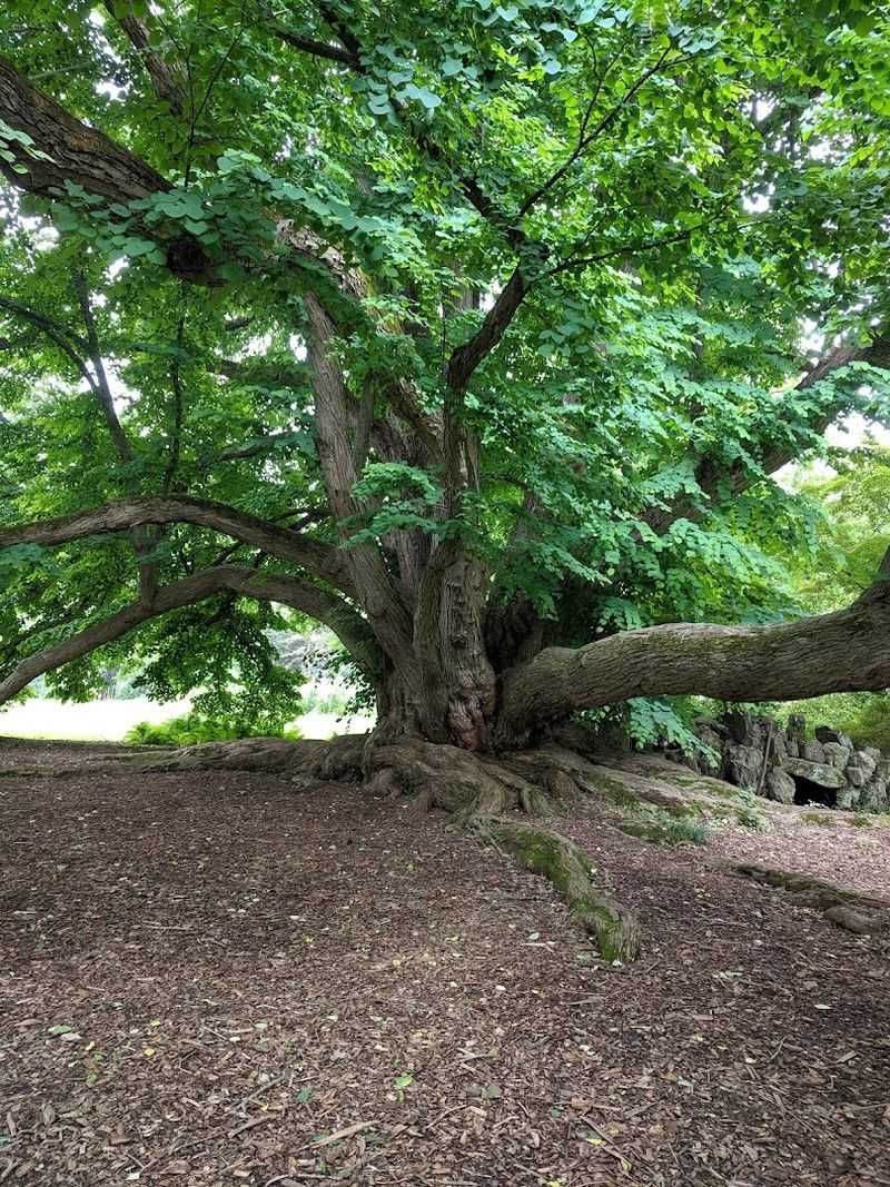 Championship Trees That Have Been Growing Since Before the Civil War Championship Trees That Have Been Growing Since Before the Civil War