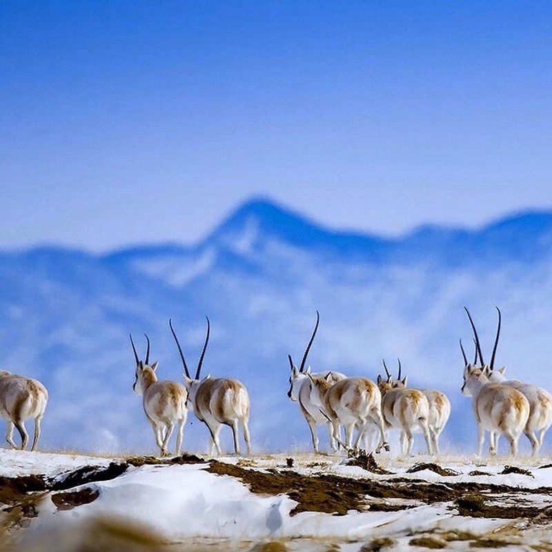 Changtang Plateau — Tibet Autonomous Region, China Changtang Plateau — Tibet Autonomous Region, China