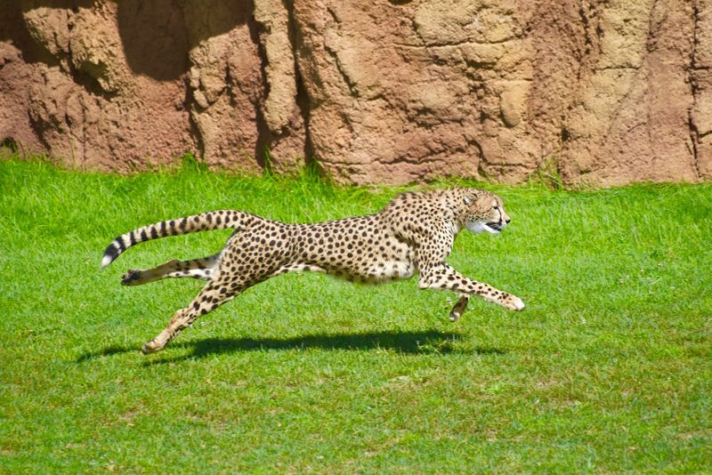 Cheetahs, Ostriches, and the Animals You Did Not Expect Cheetahs, Ostriches, and the Animals You Did Not Expect