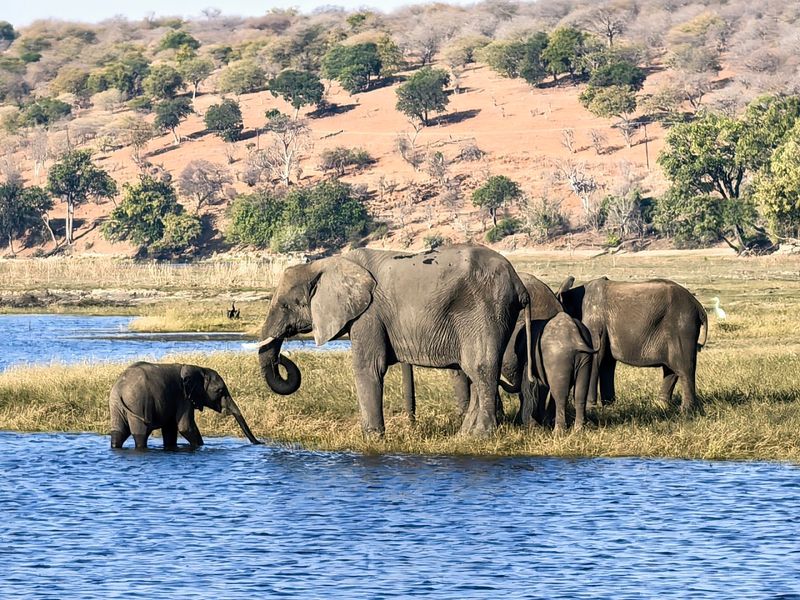 Chobe National Park, Kasane, Chobe District, Botswana