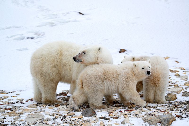 Churchill, Manitoba, Canada