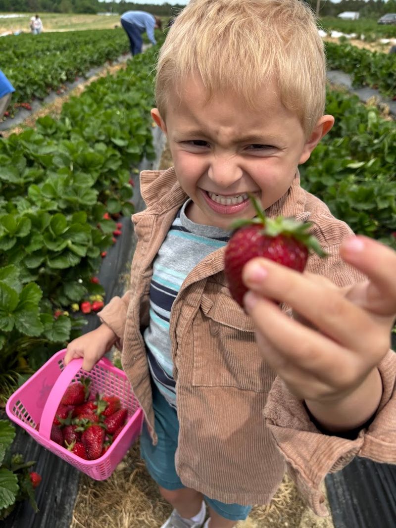 Cody Strawberry Farm — Richfield, North Carolina Cody Strawberry Farm — Richfield, North Carolina