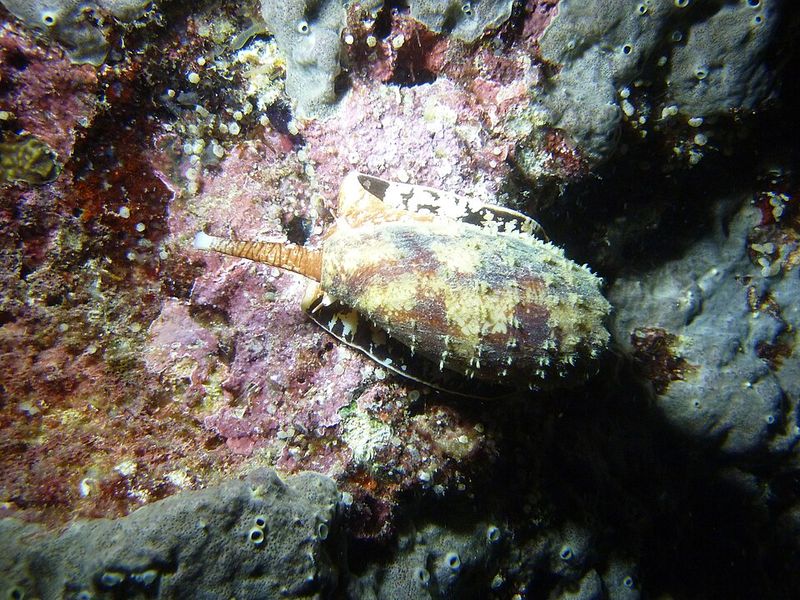 Cone Snail