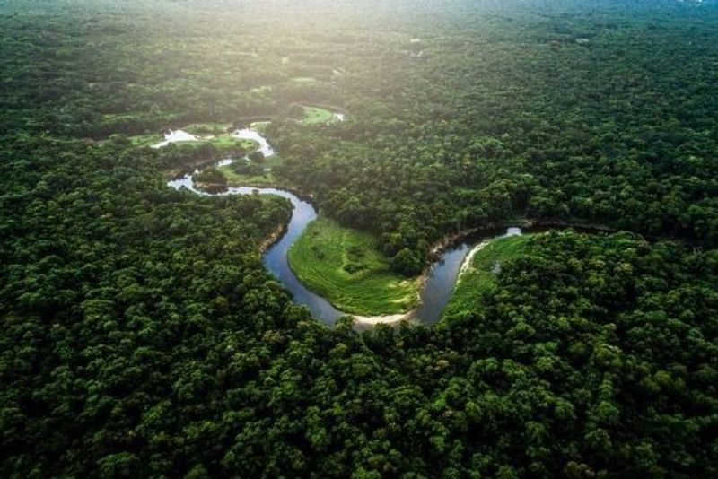 Congo Rainforest, Central Africa