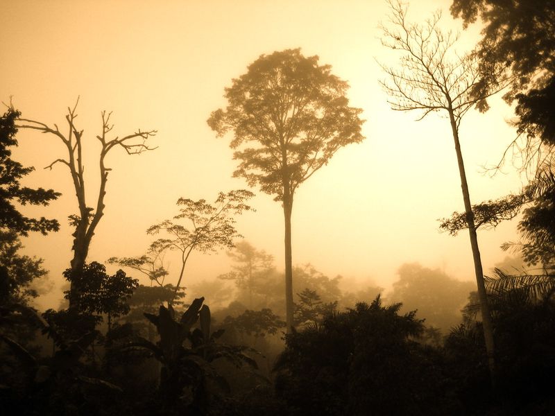 Congo Rainforest (Central Africa) Congo Rainforest (Central Africa)
