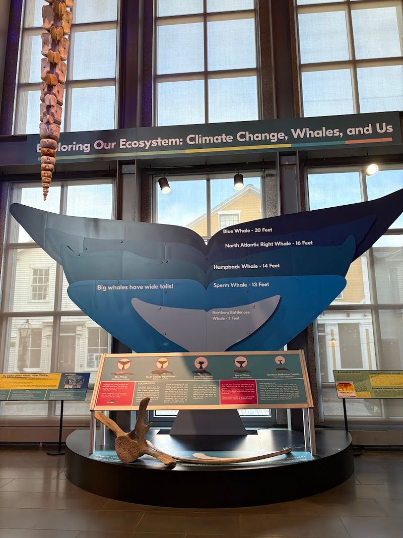 Conservation and Reflection: The Museum's Honest Look at Whaling's Impact