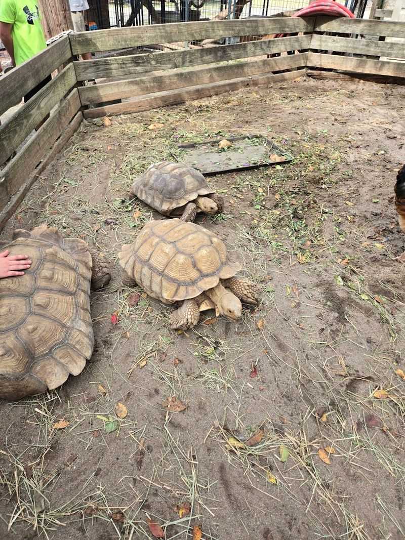 Conservation and Rescue Efforts at the Farm