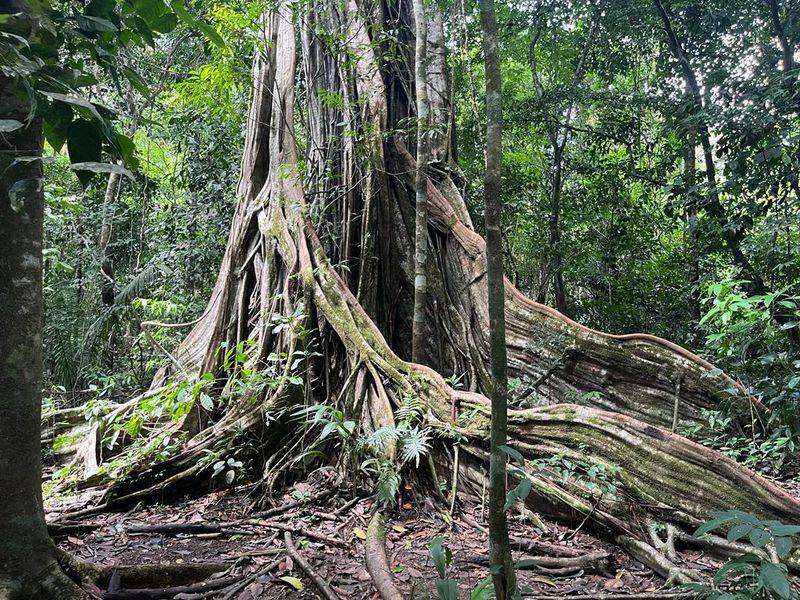 Corcovado National Park, Osa Peninsula, Puntarenas Province, Costa Rica