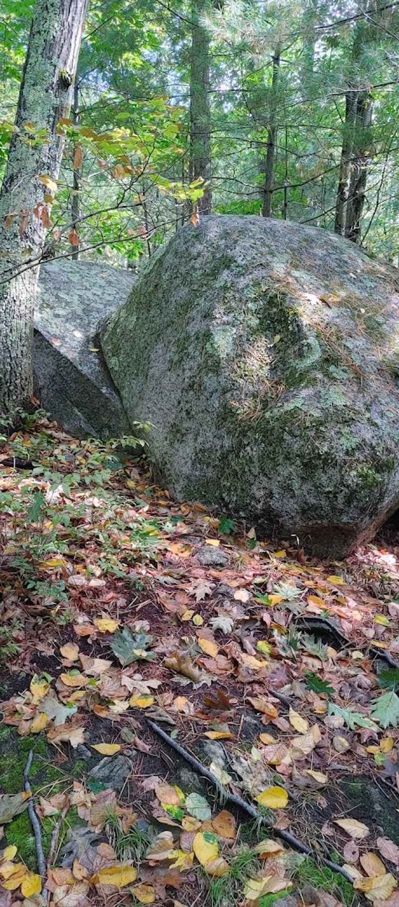 Cormier Woods, Uxbridge, Massachusetts