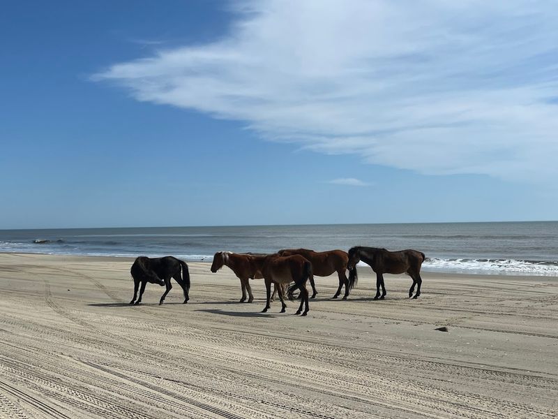 Corolla Beach — Corolla, North Carolina
