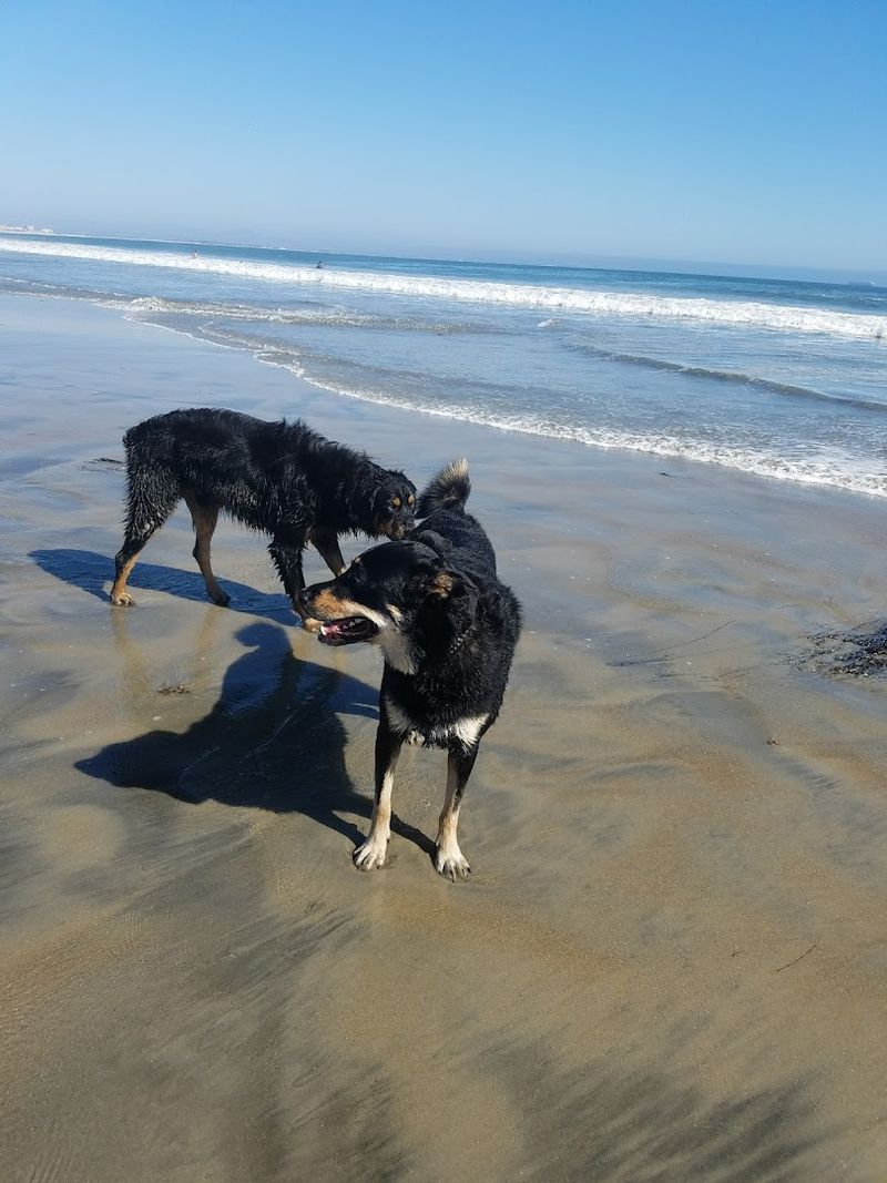 Coronado Dog Beach, California