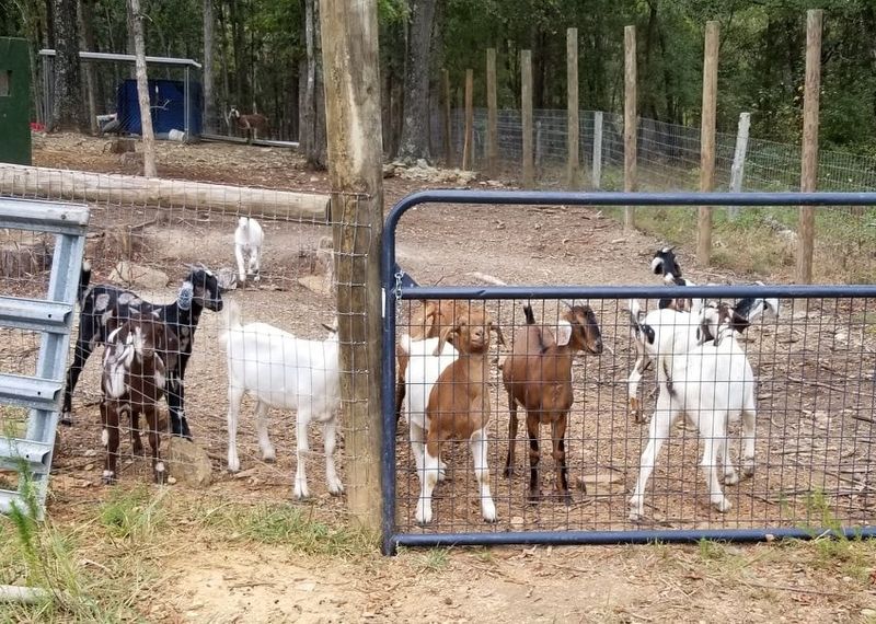 Cotton Bean Goat Farm — Mount Pleasant, North Carolina