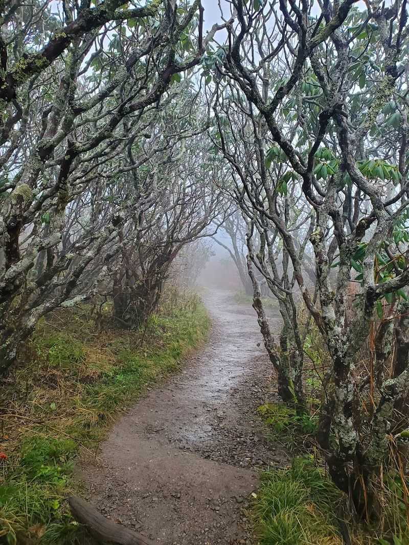 Craggy Pinnacle Trail — Blue Ridge Parkway, North Carolina
