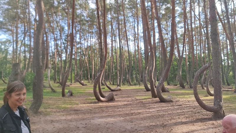 Crooked Forest, West Pomeranian Voivodeship, Poland Crooked Forest, West Pomeranian Voivodeship, Poland