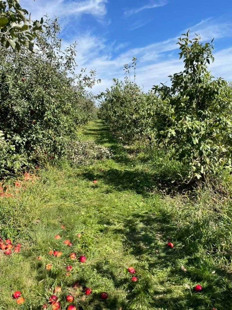 Curtis Orchard & Pumpkin Patch — Champaign, Illinois