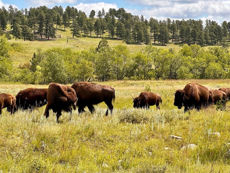 Custer State Park, Custer, South Dakota, United States