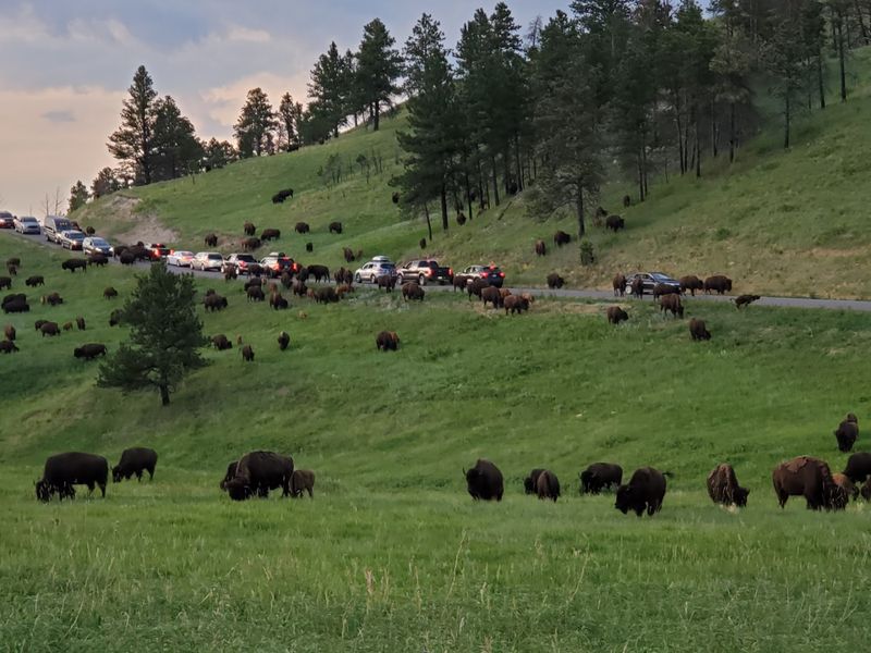 Custer State Park Wildlife Loop, Custer, South Dakota