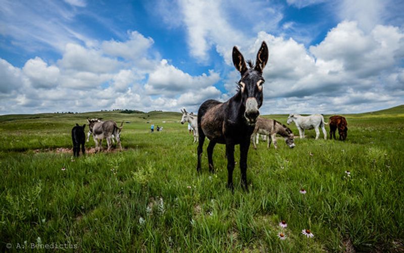 Custer State Park — South Dakota