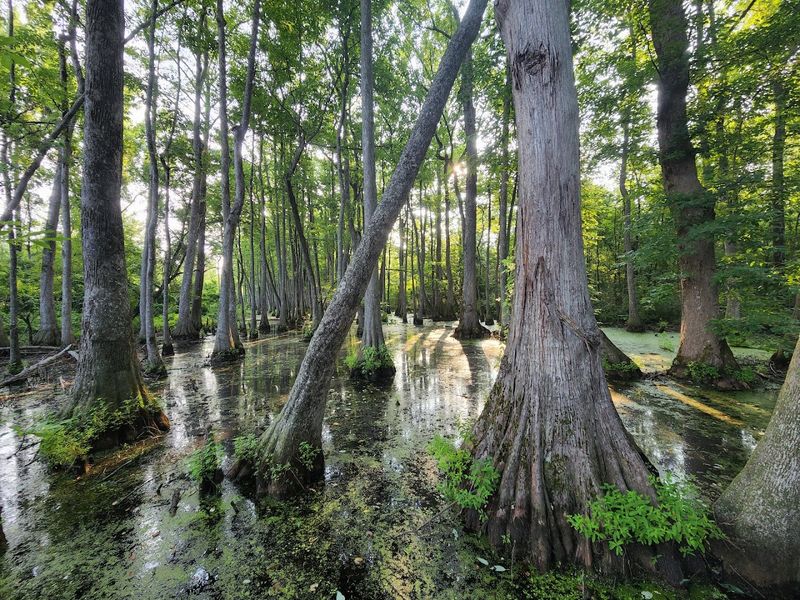 Cypress Swamp, Canton, Mississippi