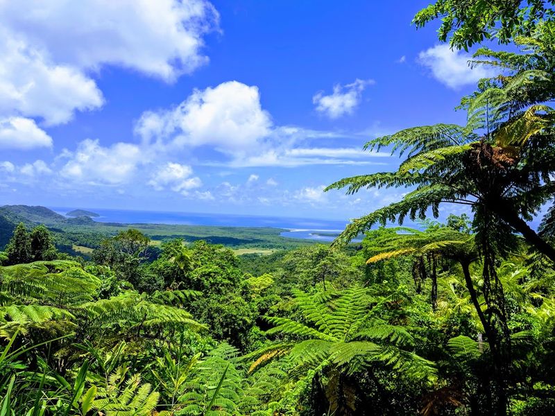 Daintree National Park, Cape Tribulation, Queensland, Australia