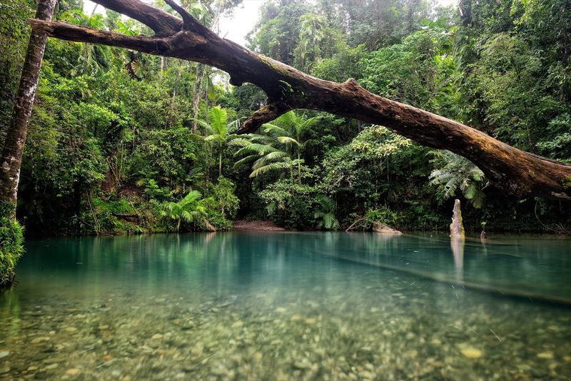 Daintree Rainforest (Australia) Daintree Rainforest (Australia)