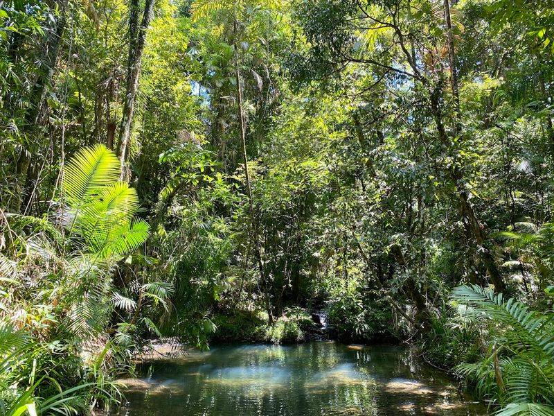 Daintree Rainforest, Queensland, Australia