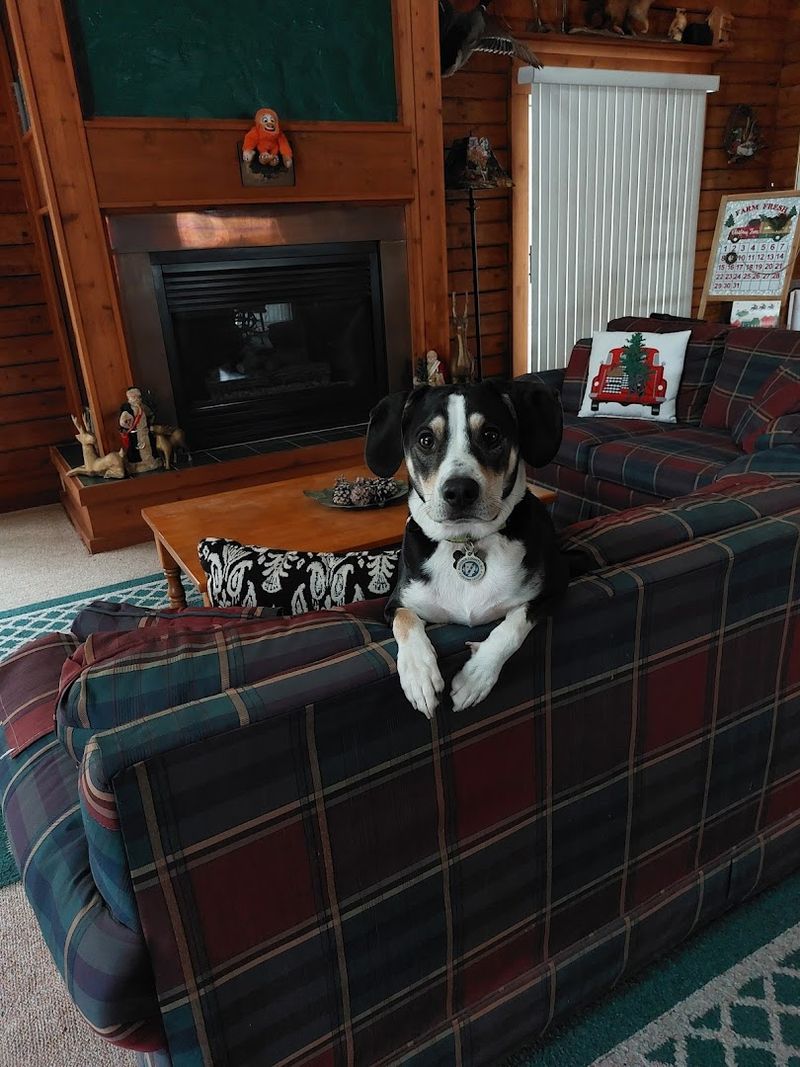 Darwin, Twix, and the Animals That Make This Place Feel Like Home