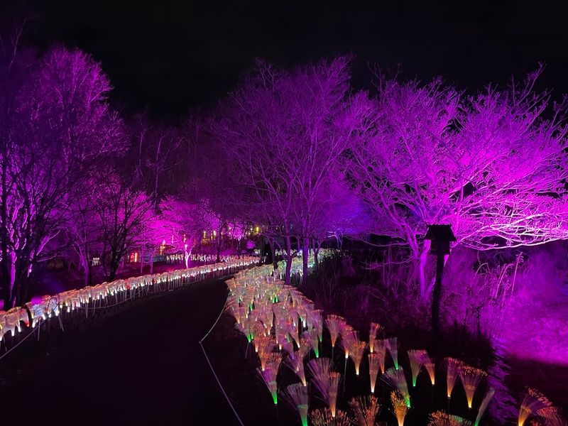 Dazzling Lights: The Winter Event That Fills the Garden After Dark Dazzling Lights: The Winter Event That Fills the Garden After Dark