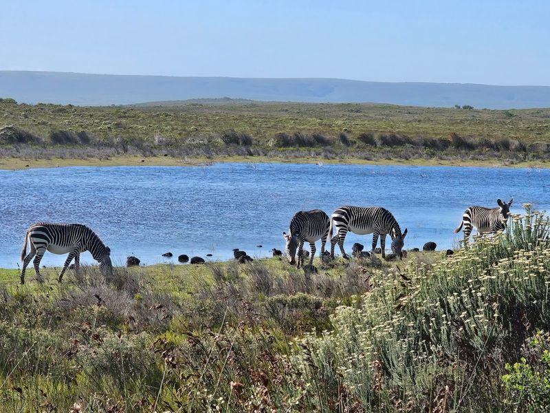 De Hoop Nature Reserve, Western Cape, South Africa