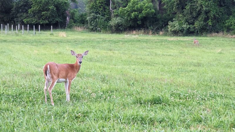 Deer Hunting Season: Know Before You Go Deer Hunting Season: Know Before You Go