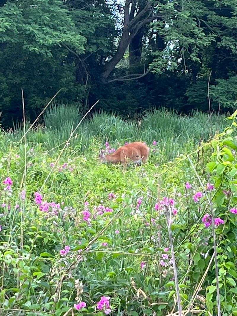 Deer, Wildlife, and What Roams the Grounds Deer, Wildlife, and What Roams the Grounds